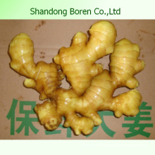 New Fresh Ginger (150g et plus)